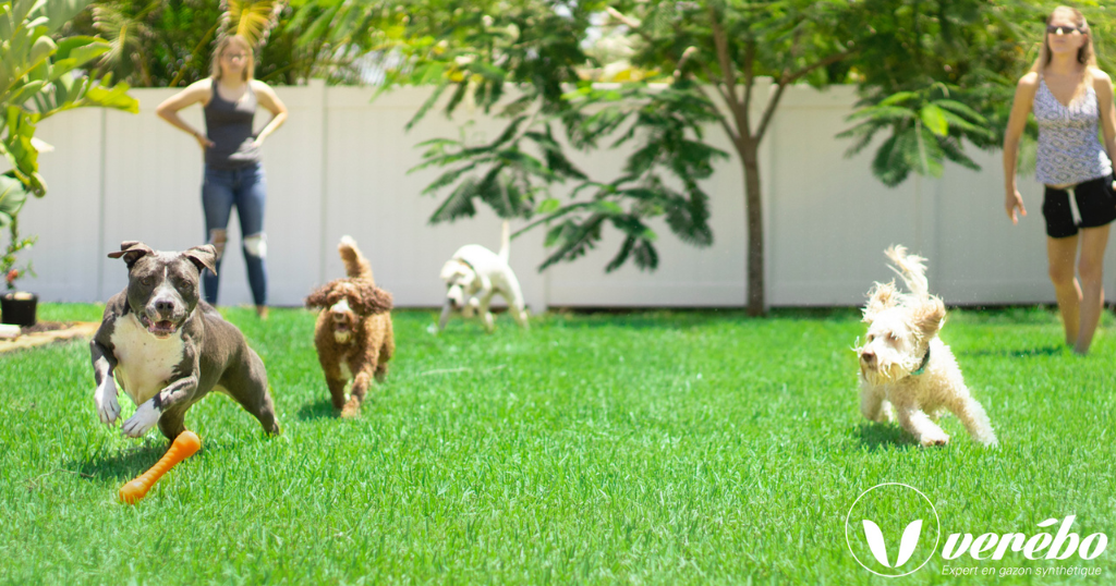 Chiens courant sur du gazon synthétique